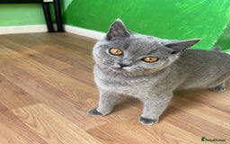 British Shorthair cats for sale: Only 1 Active British Shorthair Girl Left  - Image 6