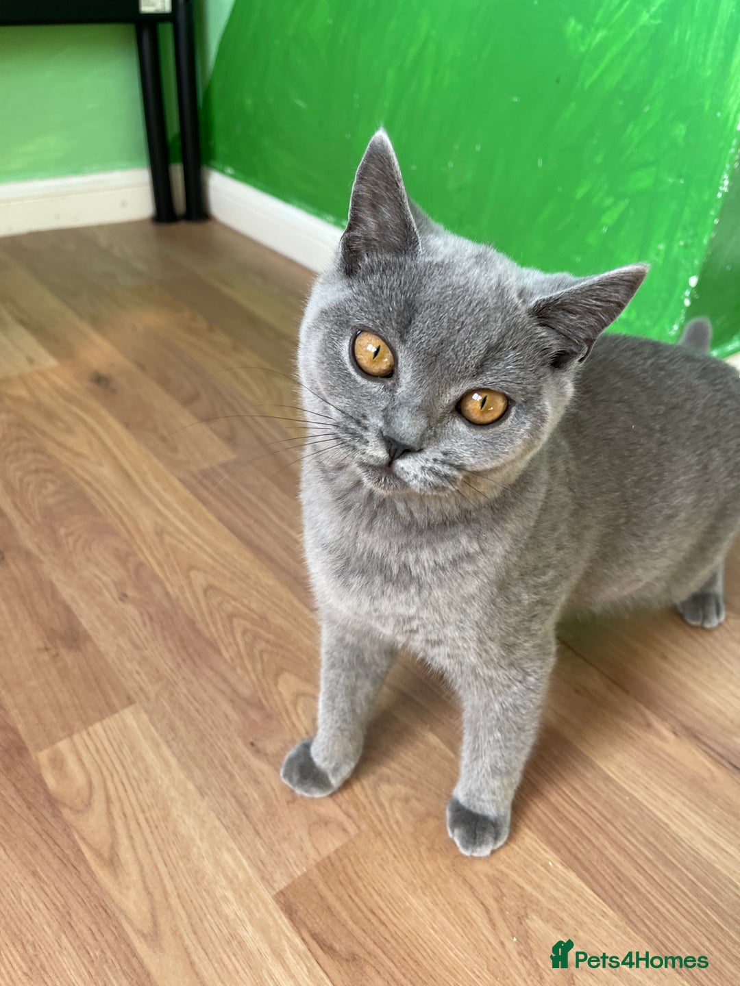 British Shorthair cats for sale: Only 1 Active British Shorthair Girl Left  - Image 6
