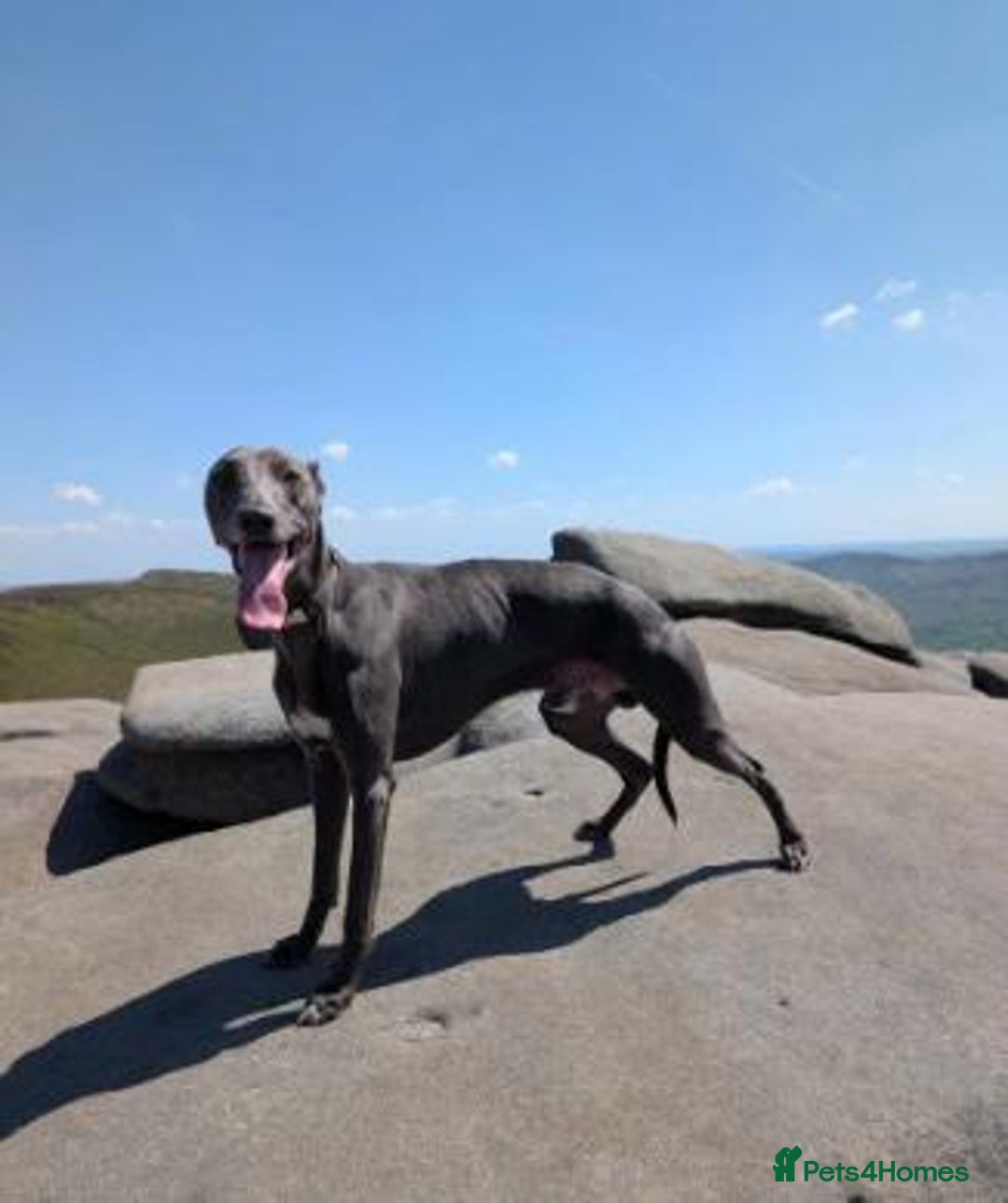 Whippet dogs for sale: Litter of 3 beautiful KC Whippets, Sheffield  - Advert 14