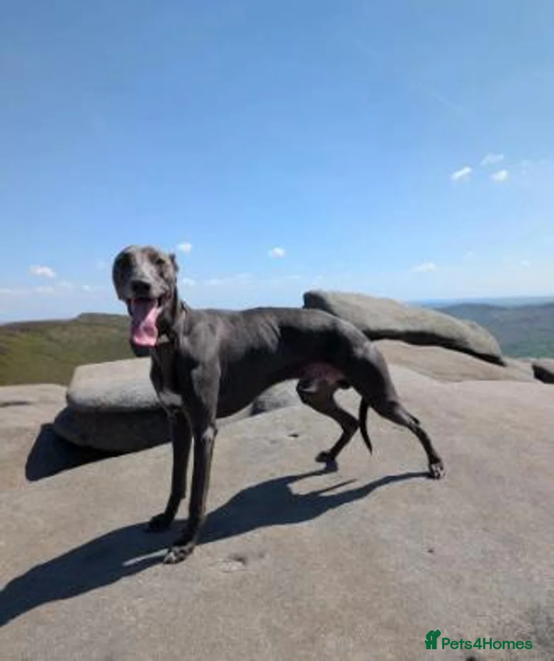 Whippet dogs for sale: Litter of 3 beautiful KC Whippets, Sheffield  - Advert 14