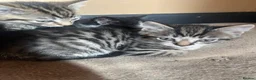 Mixed Breed cats for sale: 2 male & 2 Female kittens  - Advert 6