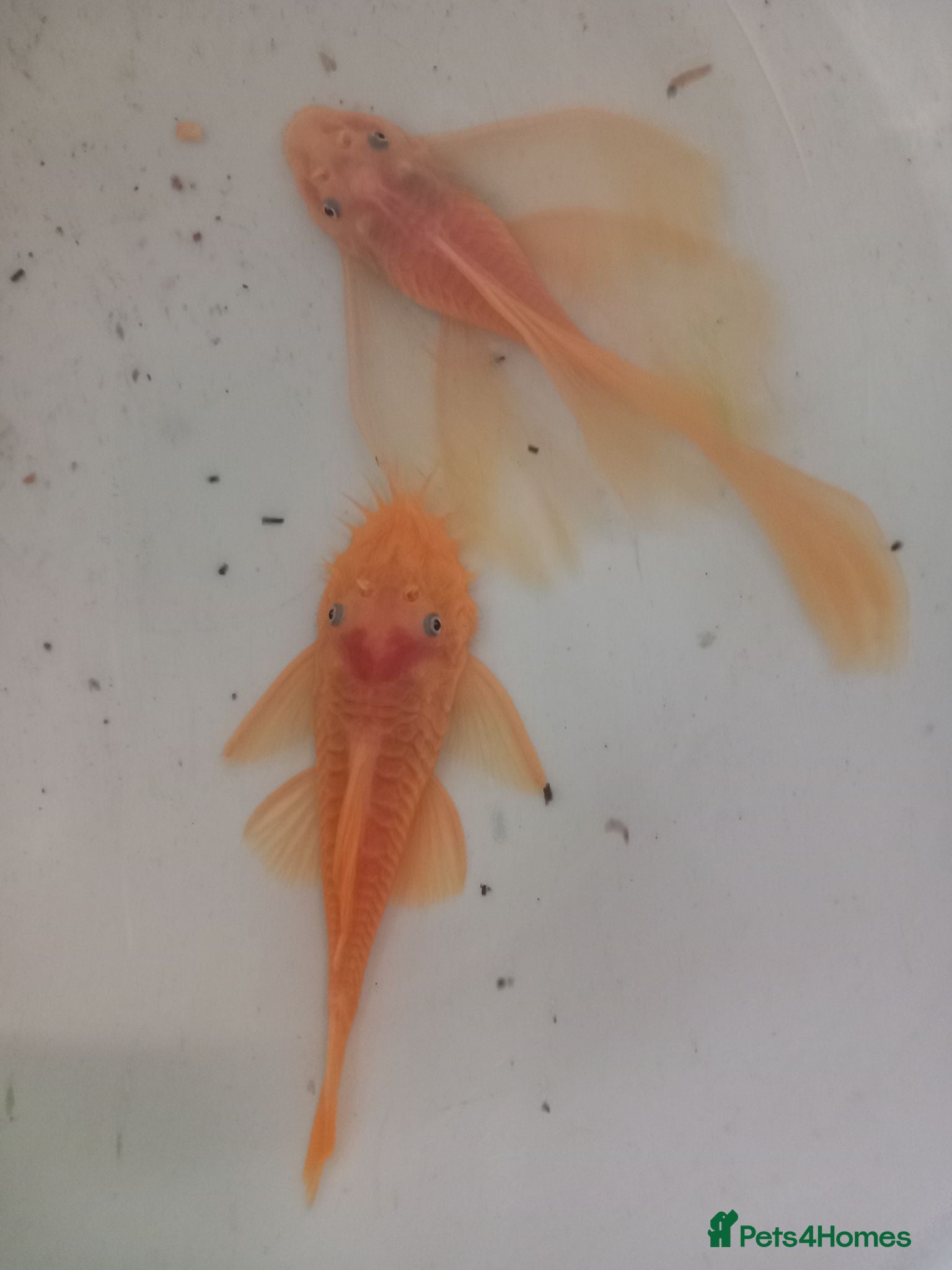 Plecos fish Breeding Bristlenose plecos and other fish - Advert 17