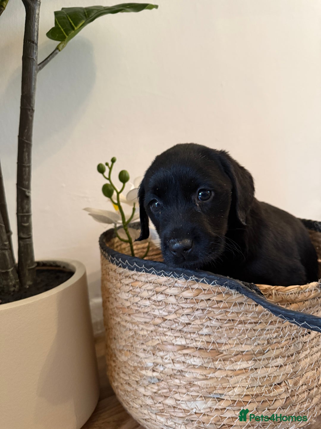 Labrador Retriever dogs for sale: Labrador pups for sale  - Advert 10