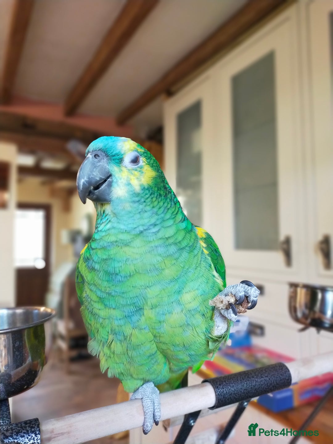 Parrots birds for sale: Jessie - Image 10