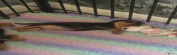 Dachshund dogs for sale: 4 traditional Black and Tan dachshund puppies  - Advert 6