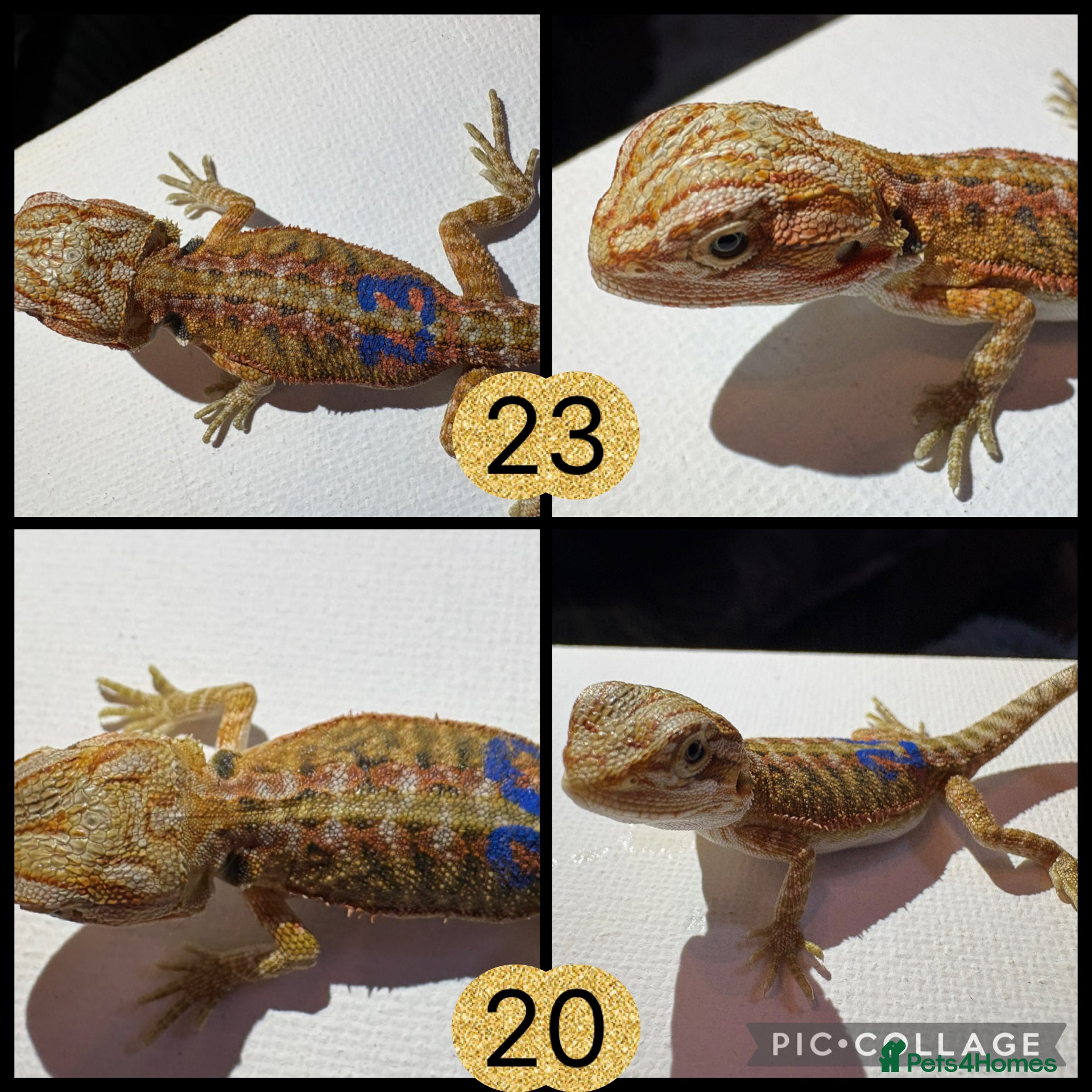 Bearded Dragon reptiles 10 Beautiful baby bearded dragons  - Advert 2