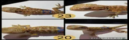 Bearded Dragon reptiles for sale: 10 Beautiful baby bearded dragons  - Advert 1
