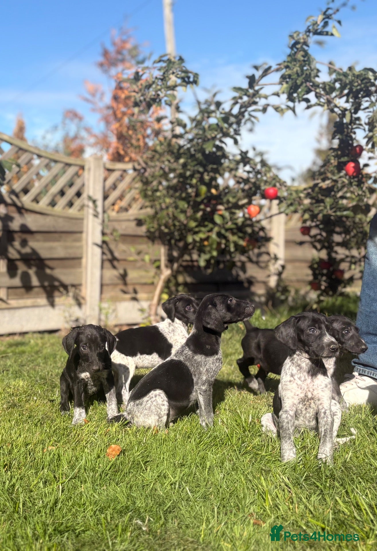 Mixed Breed dogs 🏆Exceptional GSP bloodlines,  last boys!  - Advert 18