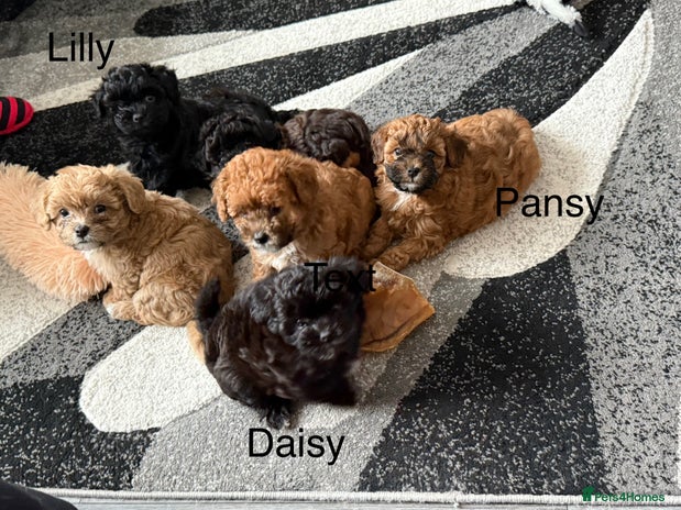 Maltipoo dogs - Advert 1