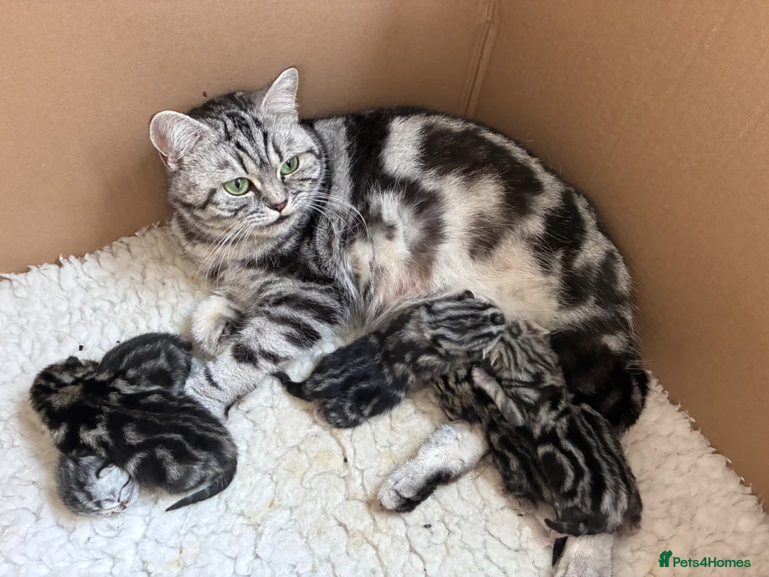 British Shorthair cats for sale: Tabby babies - Advert 2