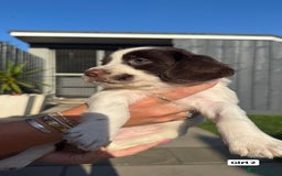 English Springer Spaniel dogs for sale: ✨ Working English Springer Spaniel Puppies ✨ - Image 7