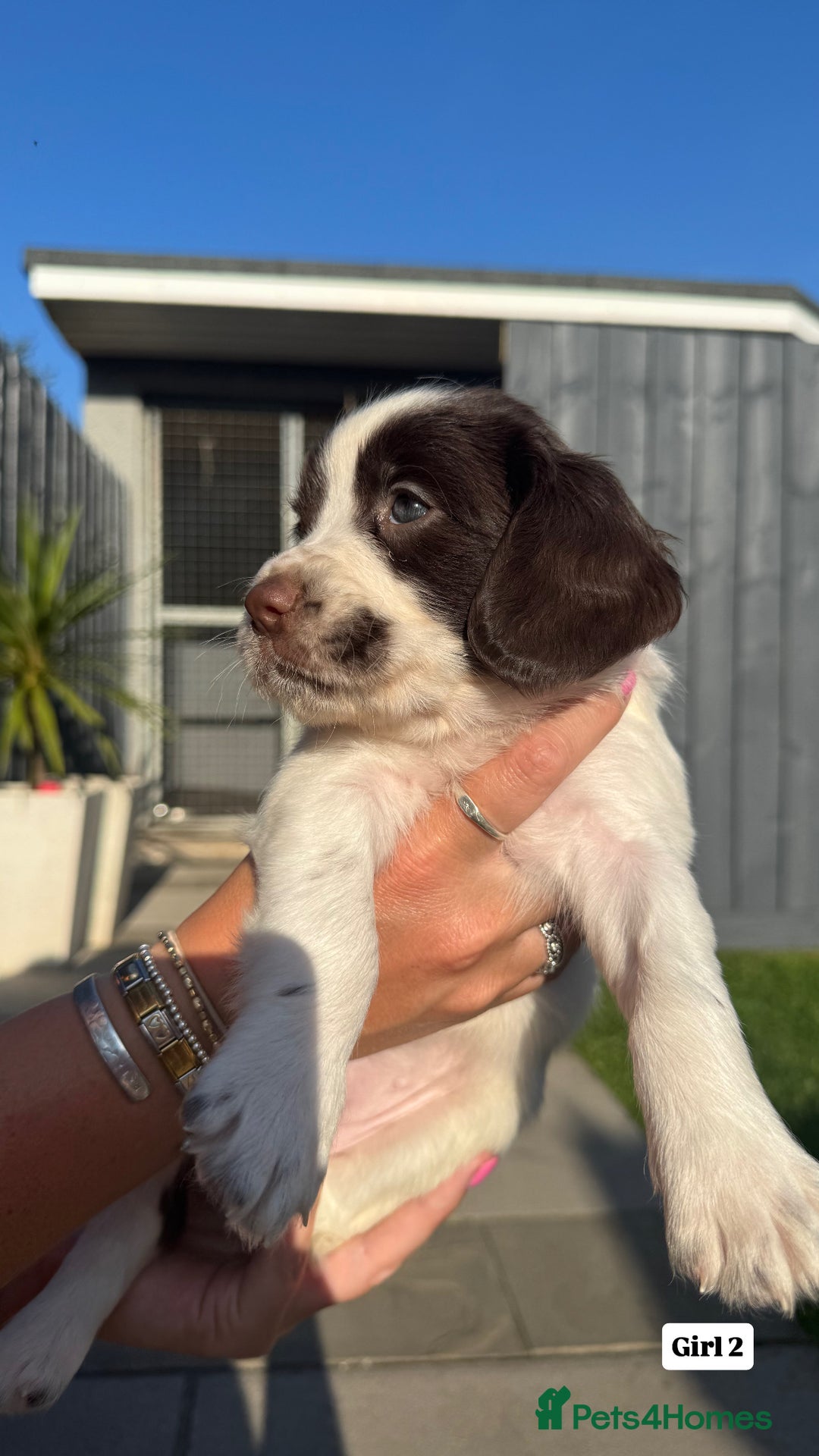 English Springer Spaniel dogs for sale: ✨ Working English Springer Spaniel Puppies ✨ - Image 7