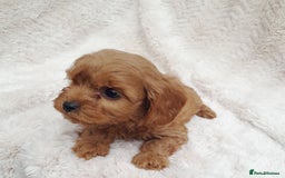 Cavapoo dogs for sale: Beautiful F1 Cavapoo Pups  - Image 15