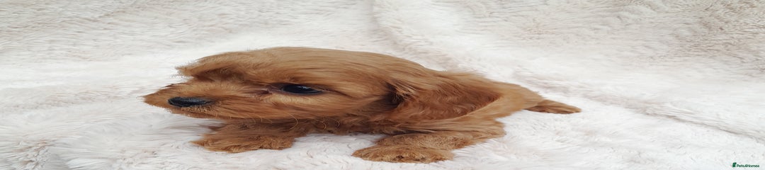 Cavapoo Puppy 3