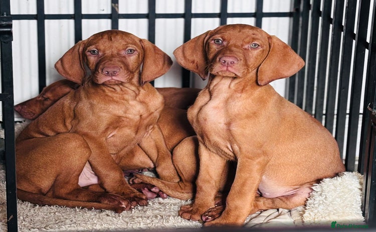 Hungarian Vizsla dogs - Advert 3