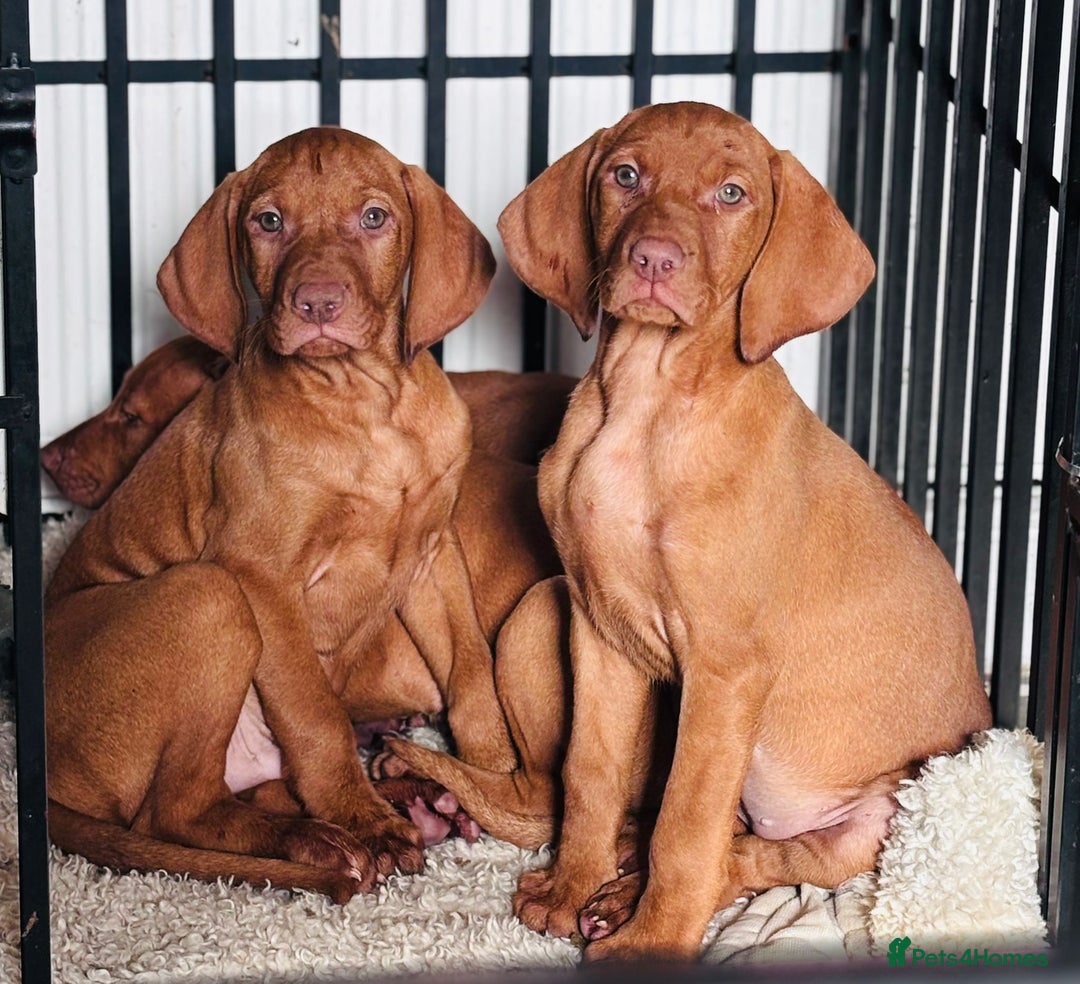 Hungarian Vizsla dogs for sale: Exceptional kc Hungarian viszla pups. Now ready  - Image 1