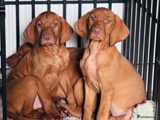 Hungarian Vizsla dogs - Advert 2