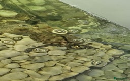 Turtle reptiles for sale: Mississippi map turtle breeding Pair and set up - Image 2