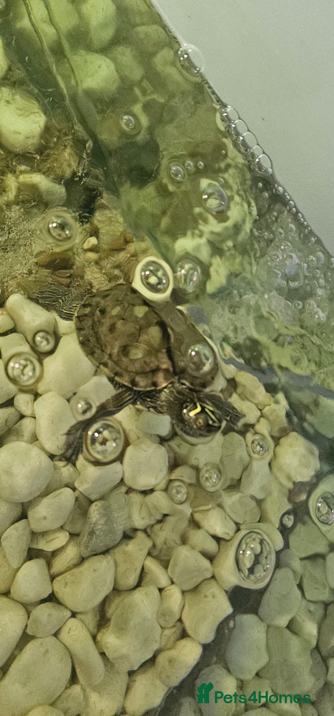Turtle reptiles for sale: Mississippi map turtle breeding Pair and set up - Image 2
