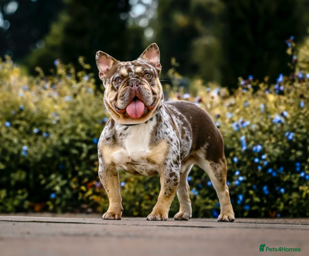 French Bulldog dogs for stud: Rojo & tan Merle carrying fluffy  in Kings Langley - Advert 3