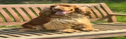 Cocker Spaniel dogs for sale: KC reg Show-type Chocolate & Choc Sable puppies in Brecon - Advert 32