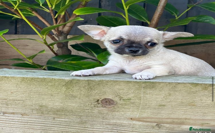 Chihuahua dogs - Advert 4