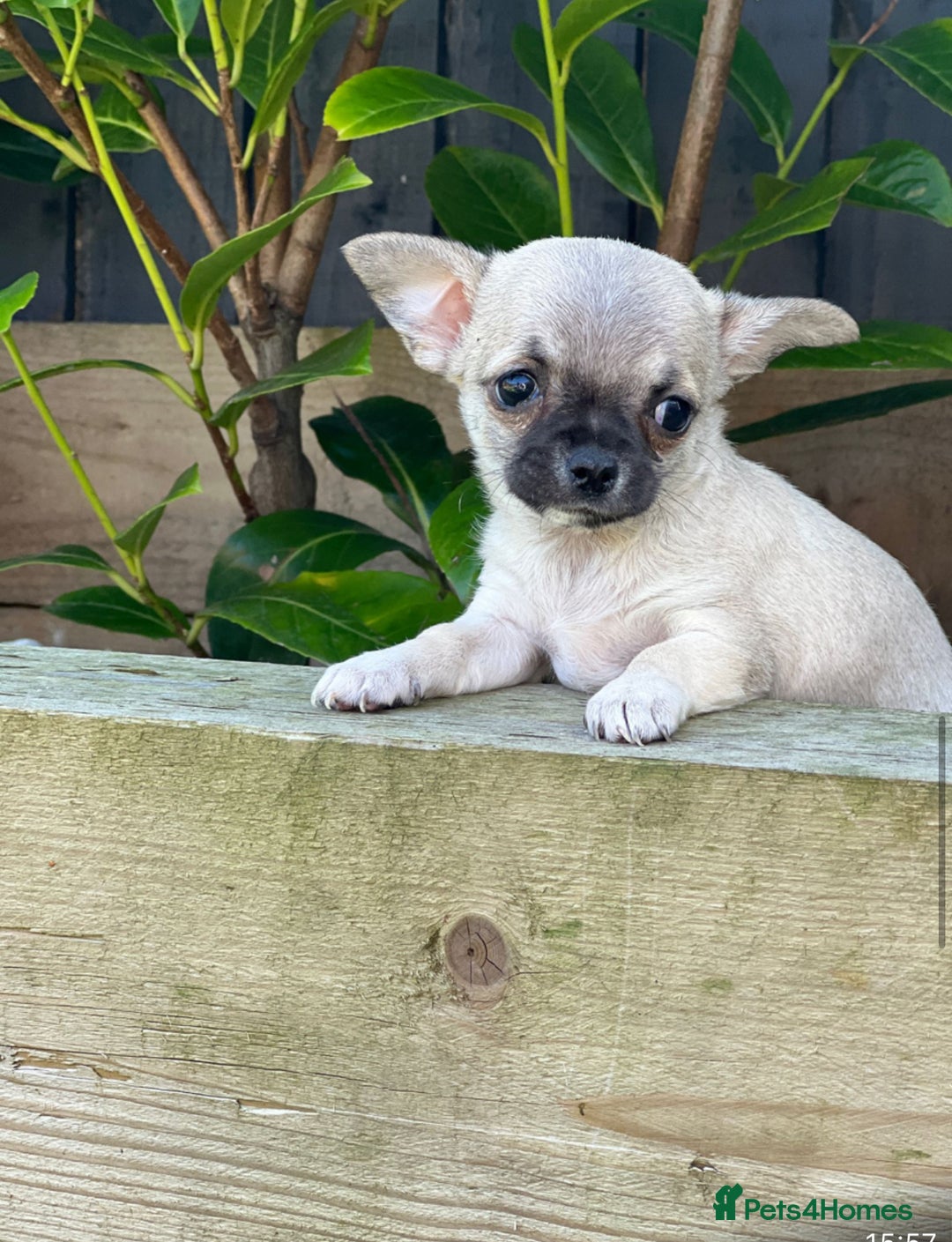 Chihuahua dogs for sale: Tiny pedigree Boy . Fully vaccinated & microchippe - Image 1