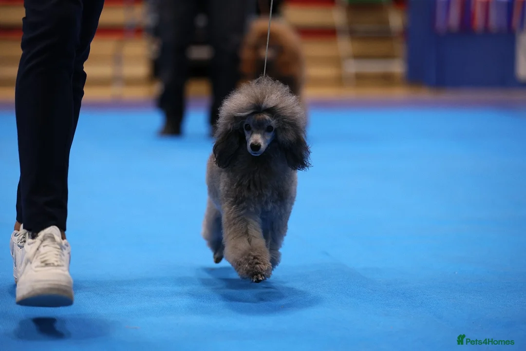 Miniature Poodle dogs for stud: Silver Poodle stud 🐩 - Advert 3