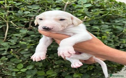 Lurcher dogs for sale: Lurcher Puppy - Image 1