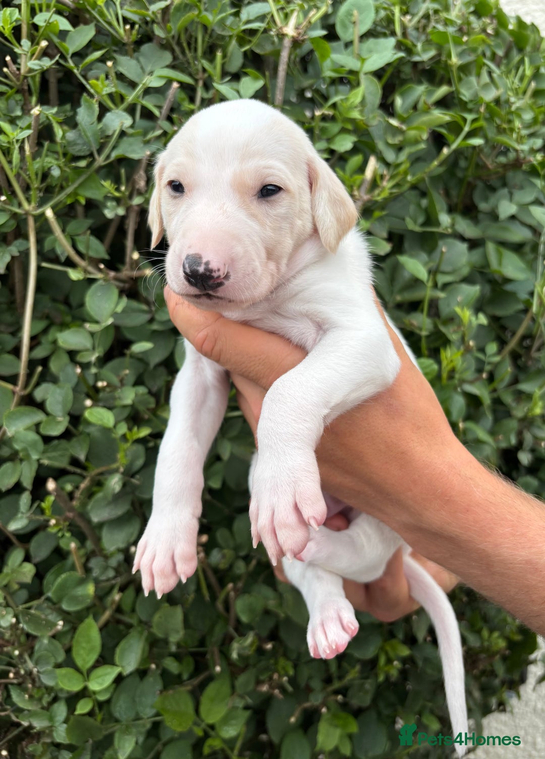 Lurcher dogs for sale: Lurcher Puppy - Image 1
