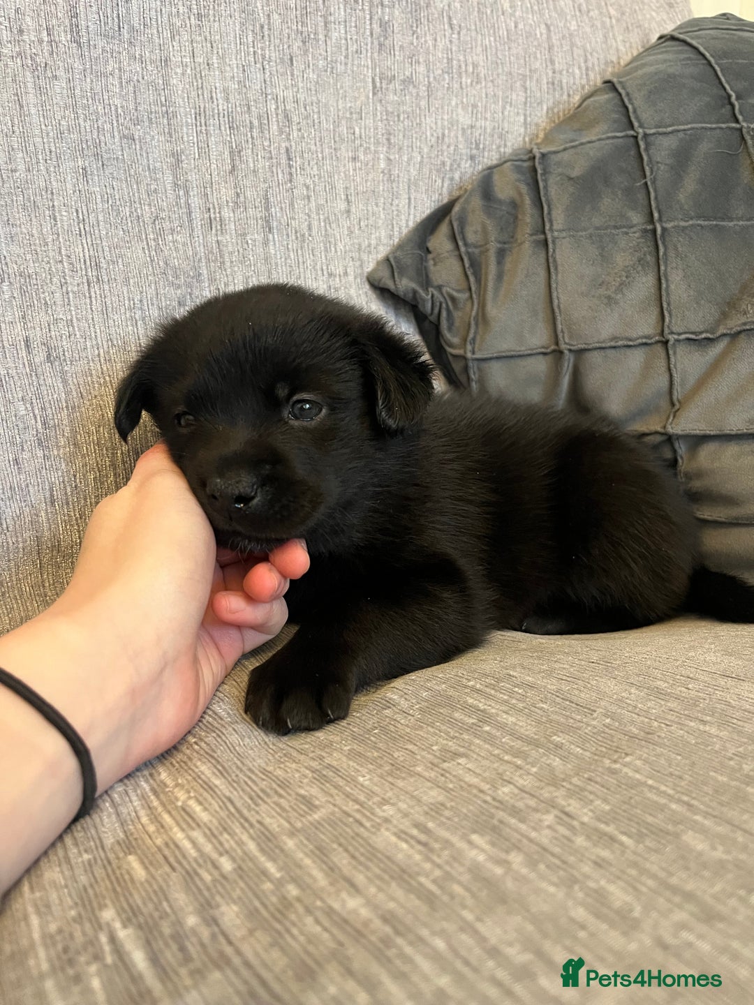 Mixed Breed dogs for sale: 8 beautiful puppies for sale - Advert 7