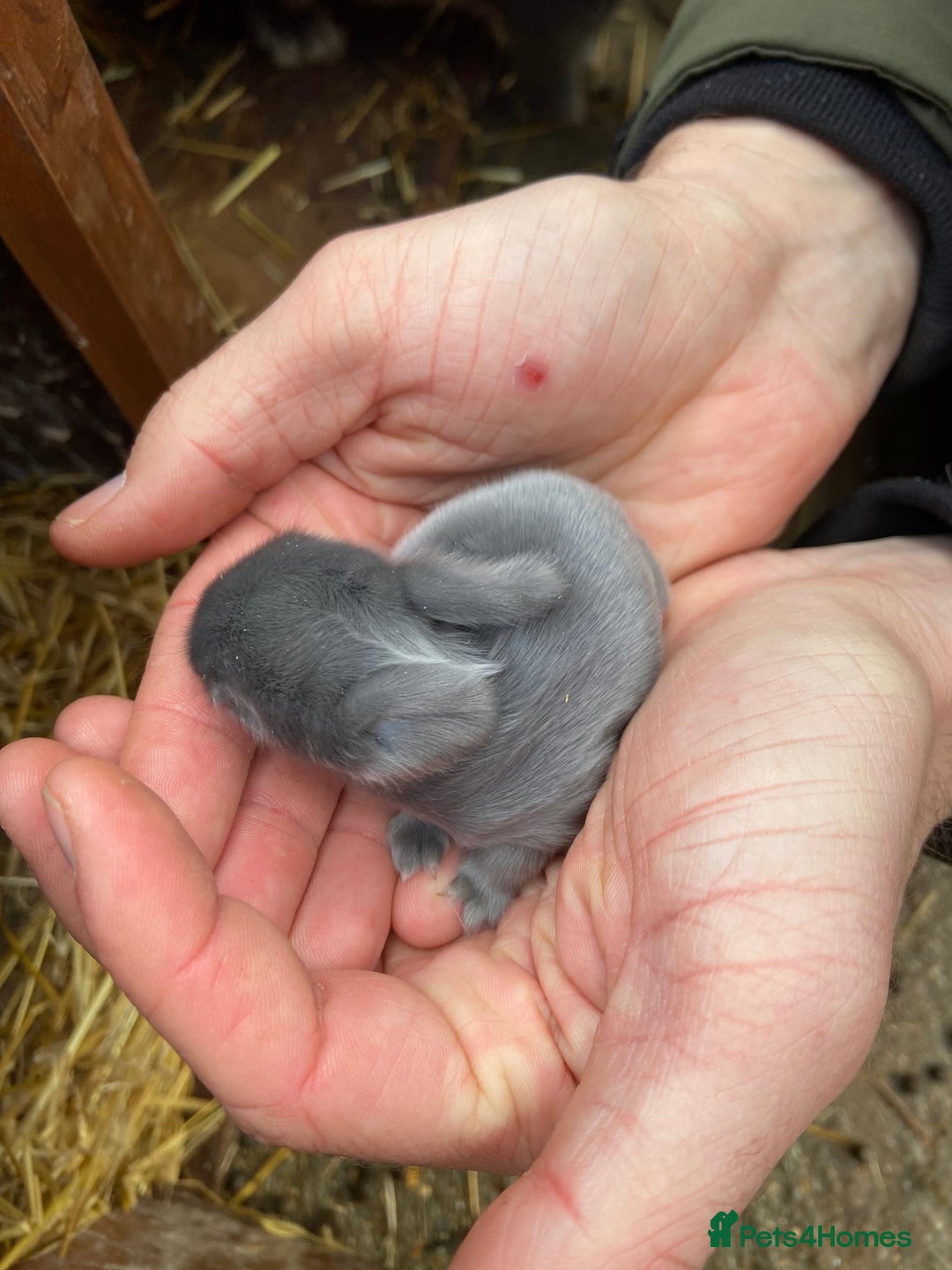 Mini Lop rabbits for sale: 🩵 blue mini lops 🩵 - Advert 9