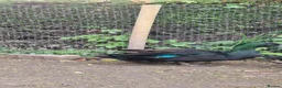 Ducks poultry for sale: Cayuga drake - Advert 2