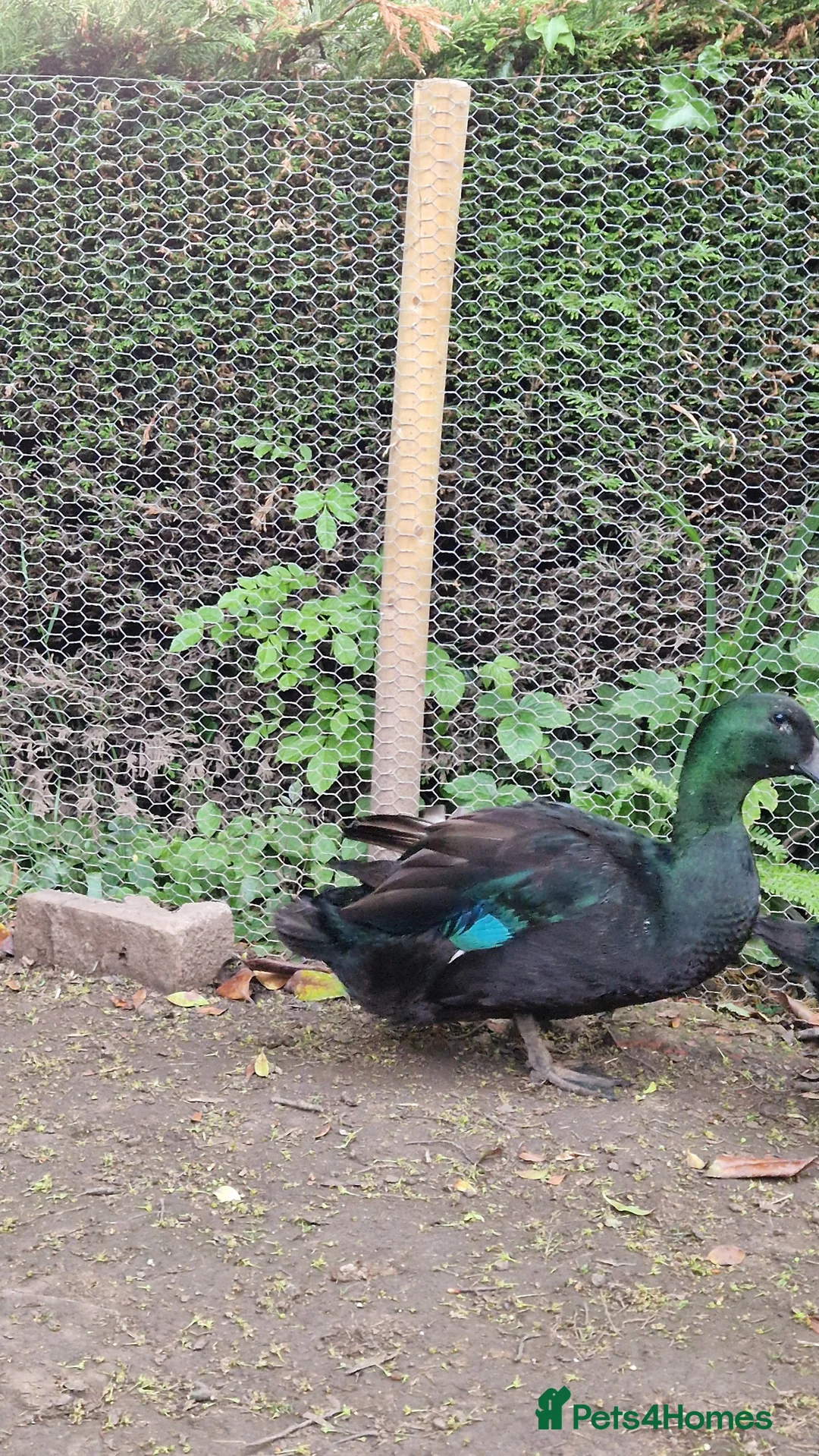 Ducks poultry for sale: Cayuga drake - Advert 2