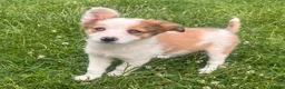 Mixed Breed dogs for sale: 4 beautiful collie pups  - Advert 5