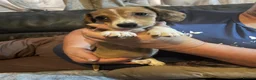 Chiweenie dogs for sale: Beautiful dachshund/chi pups - Advert 6