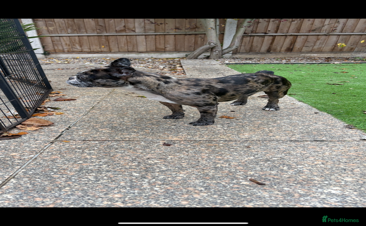 French Bulldog dogs - Advert 3