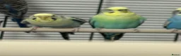 Budgerigars birds for sale: Budgerigars boys and girls - Advert 5