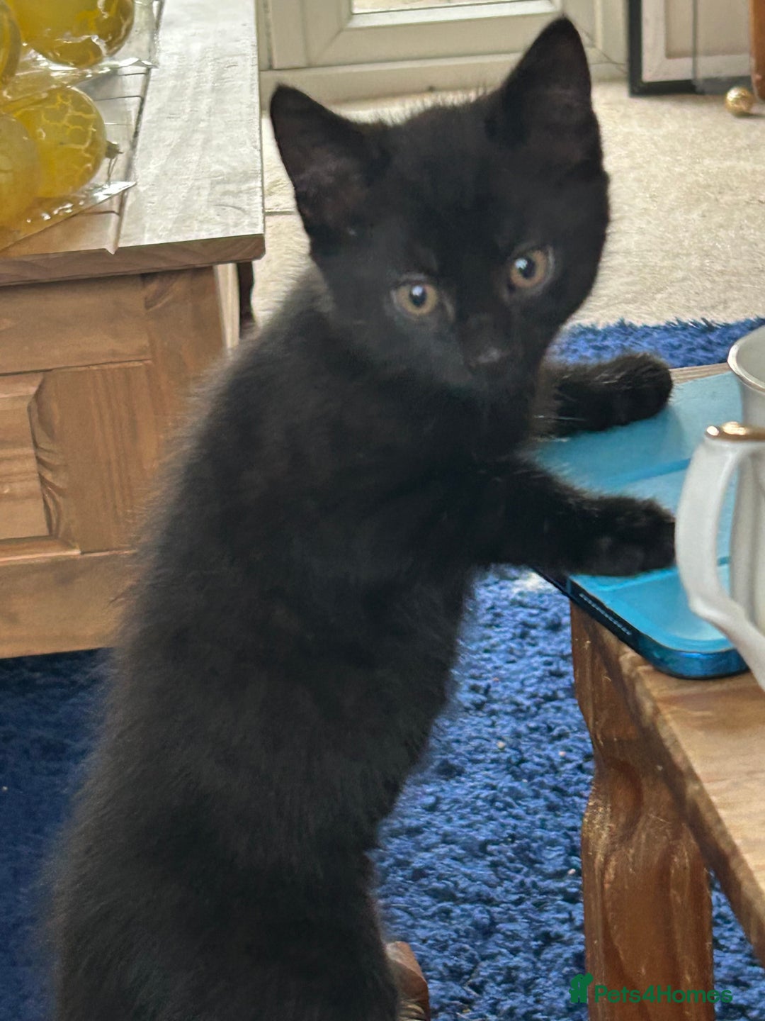 Mixed Breed cats for sale: Maine Coon cross kittens  - Advert 5