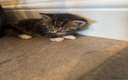 Mixed Breed cats for sale: Mixed breed kittens  - Image 2