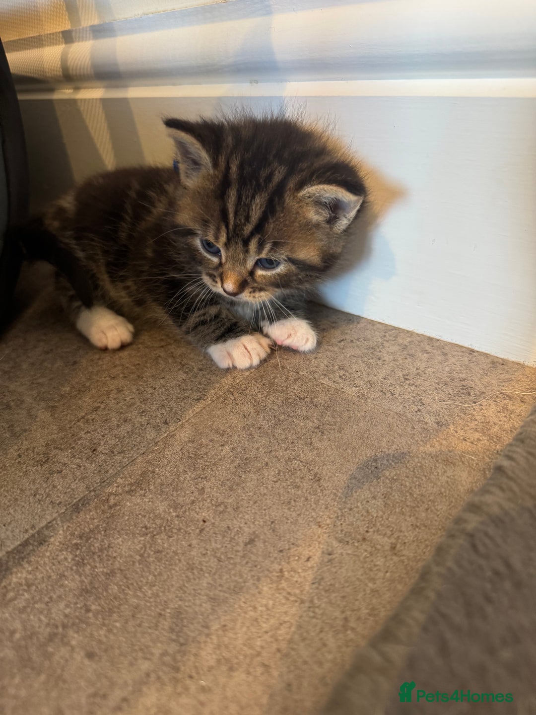 Mixed Breed cats for sale: Mixed breed kittens  - Image 2