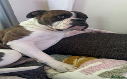 Mixed Breed dogs for sale: boxer/american bulldog - Advert 5