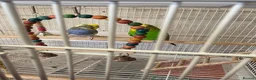 Budgerigars birds for sale: Breeding pair Budgies  - Advert 4