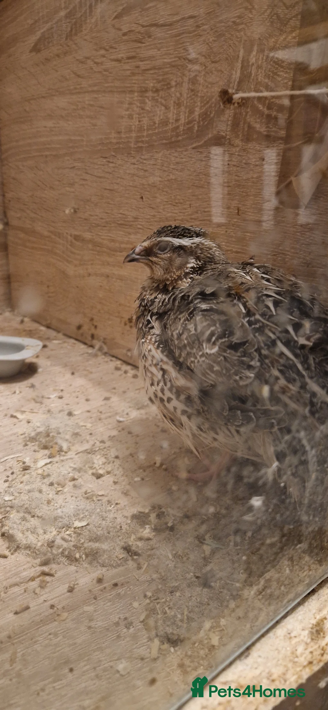 Quail poultry for sale: Japanese coturnix quail in Rushden - Advert 4