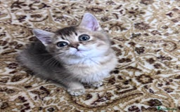 Scottish Fold cats for sale: Pure Scottish kittens in hull - Image 11