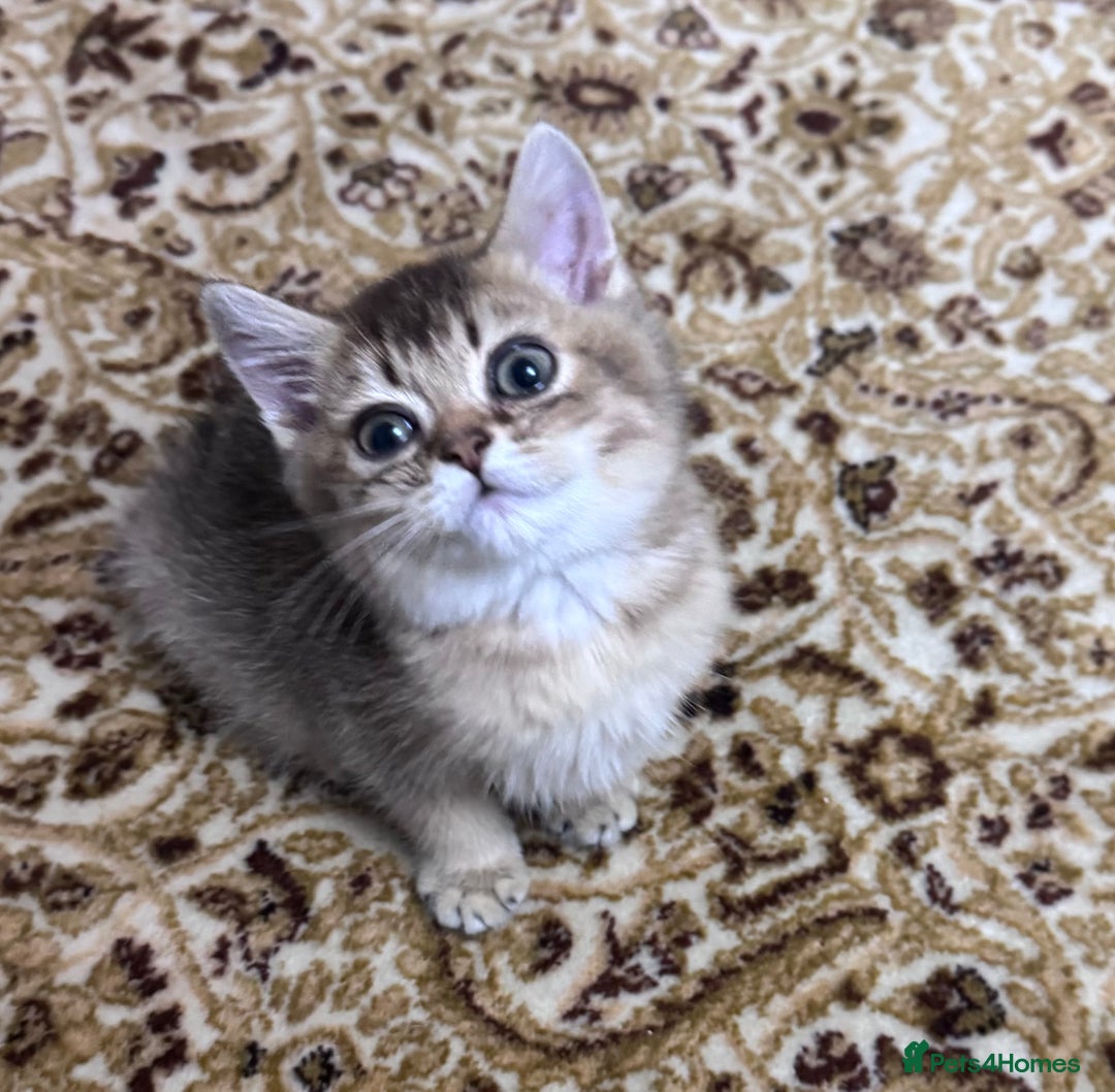 Scottish Fold cats for sale: Pure Scottish kittens in hull - Image 11