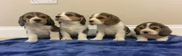 Beagle dogs for sale: Chunky friendly beagles  - Advert 18