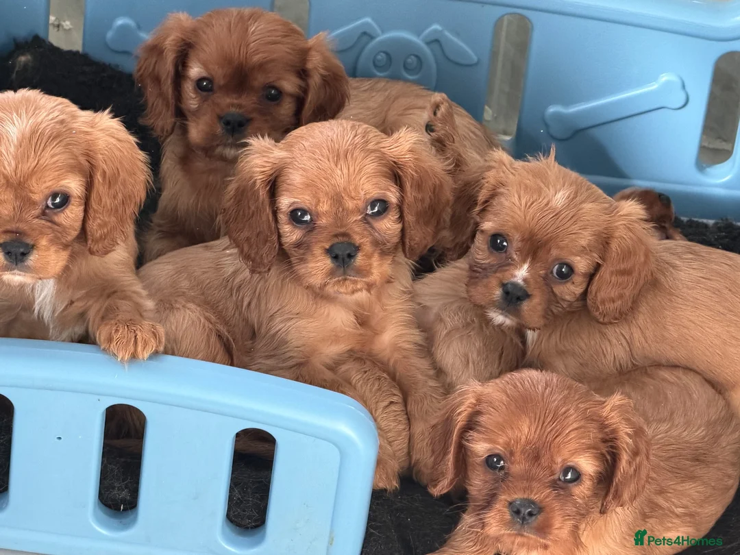 Cavalier King Charles Spaniel dogs for sale: Gorgeous litter of ruby cavaliers ready now  - Advert 10