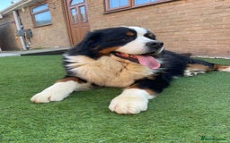 Bernese Mountain Dog dogs for sale: 🐾 Bernese Puppies – Ready Just Before  **   - Image 18