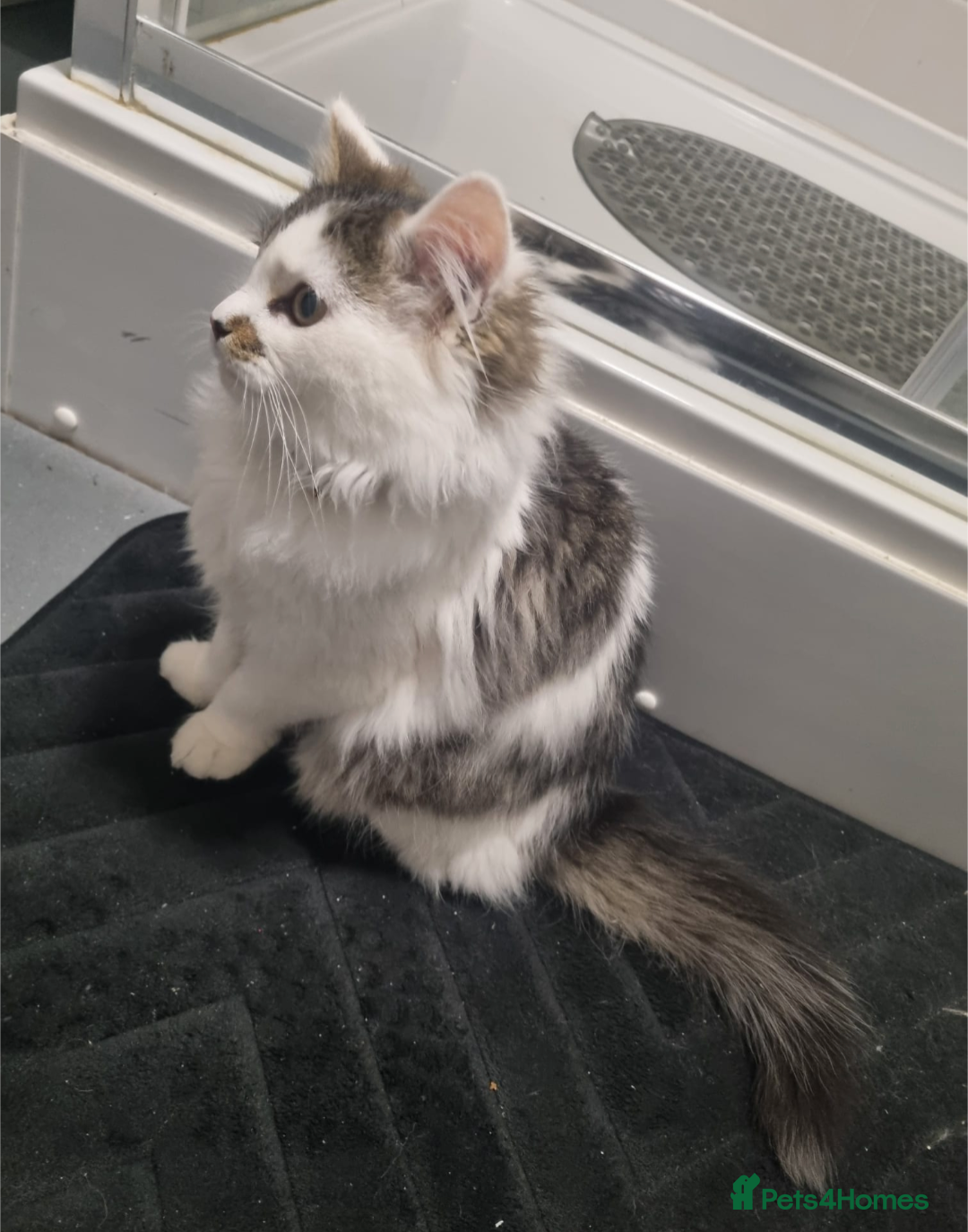 Mixed Breed cats for sale: Male mix breed  - Advert 2